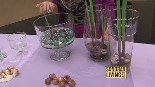 Terri O grows spring bulbs indoors