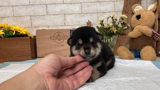 Video preview image #1 Shiba Inu Puppy For Sale in SAN FRANCISCO, CA, USA