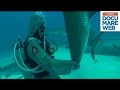 Documentario Squalo Tigre National Geographic Lo Squalo Tigre