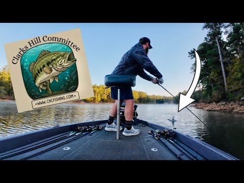 Mr. Clarks Hill Tournament - CLEAR WATER Schooling Bass