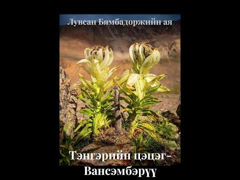 Тэнгэрийн цэцэг-Вансэмбэрүү Tengeriin tsetseg Vansemberuu