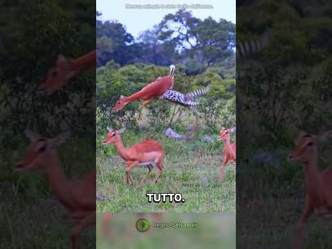I momenti della vita selvaggia più impressionanti #shorts #italia #animali