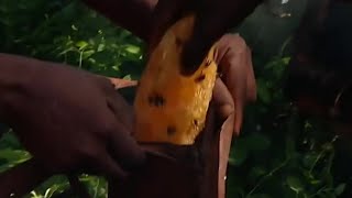 Collecting Honey With The Akie - Tribe With Bruce Parry - BBC