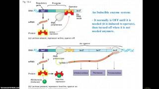 Inducible & Repressible operons