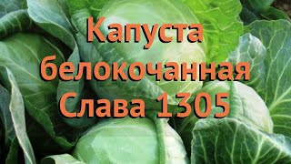 Капуста Слава 1305: отзывы, описание сорта, фото, видео, отзывы ...