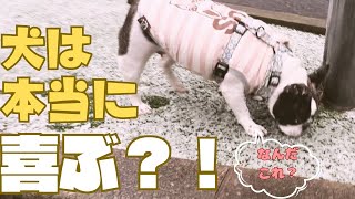 ワンコは大雪の中散歩に行ったらどんな反応するかな？