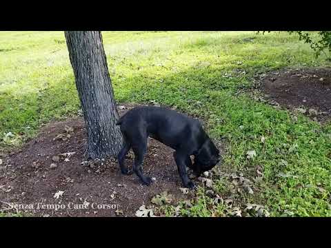 Dogs video