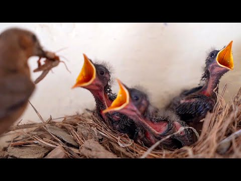 Mother Brown Rock Chat Birds Bring Giant Grasshopper For His Hungry Growing Chicks