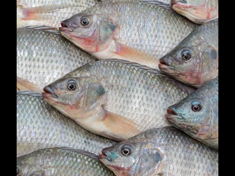 Kroma A/S STUNMASTER.