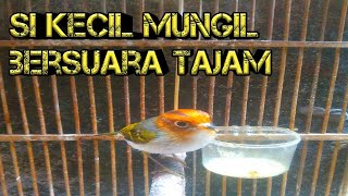 Download lagu Burung cikrak mahkota gacor mp3