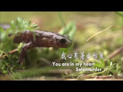 《我心有著山椒魚》林音影片縮圖
