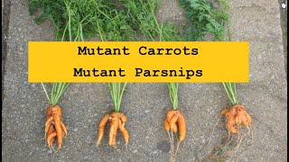 Grow Carrots, 'Mutant Carrots', something's not right!