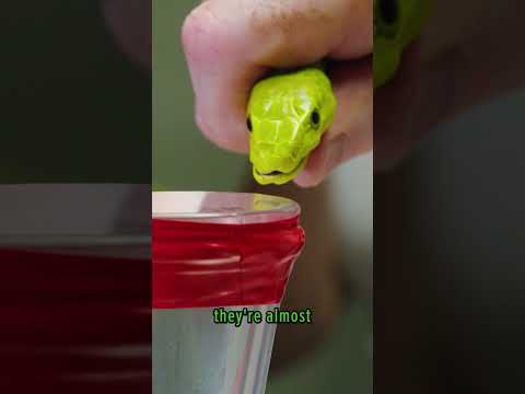 What Happens When You Milk a Venomous Snake?