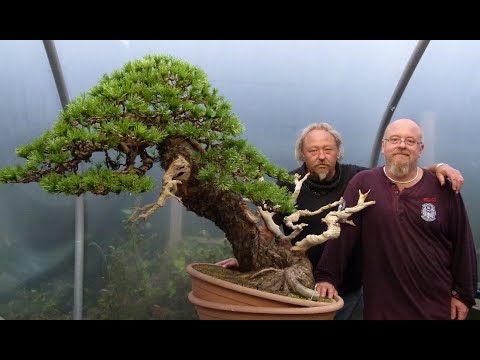 Graham Potter & Kevin Willson's First Bonsai Creation Collaboration