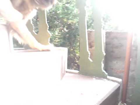 The dog mandy 2part!!!!!!