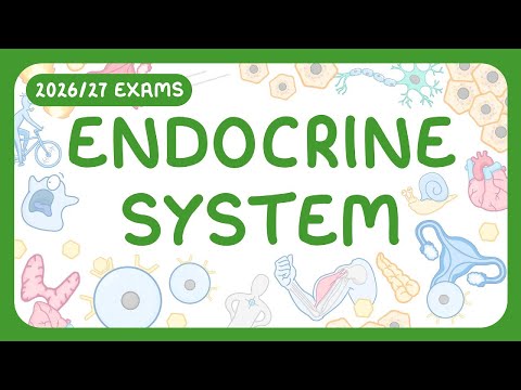 GCSE Biology - The Endocrine System (2026/27 exams)