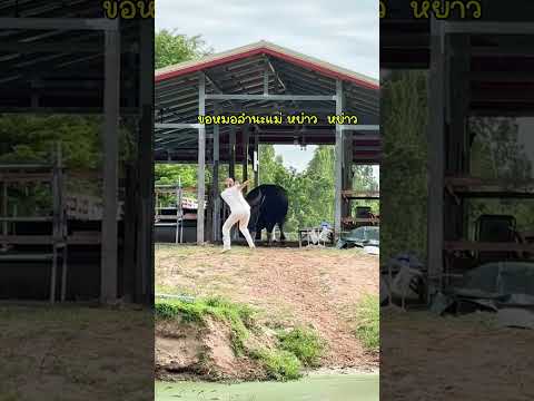 เจอาร์วิ่งๆๆให้ไวจ้วดอย่างเดียว #น้องควายฉลาดแสนรู้ #funny #baffalo #animals