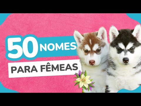 50 Nomes para Cachorro Fêmea