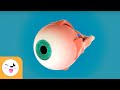 O olho e as suas partes - Visão - Os sentidos para crianças