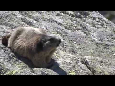 Świstak w Tatrzańskim Parku Narodowym (Groundhog in Tatras National Park)