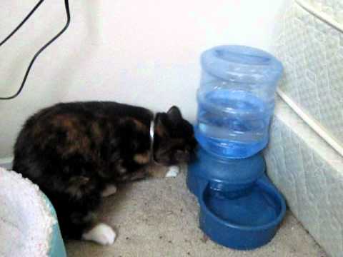 Il gatto non trova l’acqua