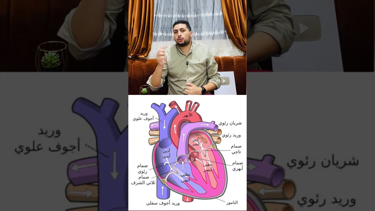 مسار الدم في القلب || تشريح القلب بالمختصر المفيد 