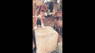 Dog day special Trending dog video  Cute Puppies Whatsapp status for dog