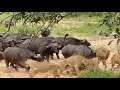 Leave No BUFFALO Behind
