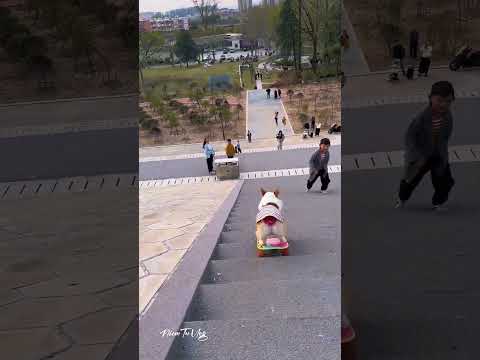 Điều không tưởng: chú chó Mi Na trượt dốc như dân chuyên! #MiNaCorgi #DogSkateboarding #ViralVideo