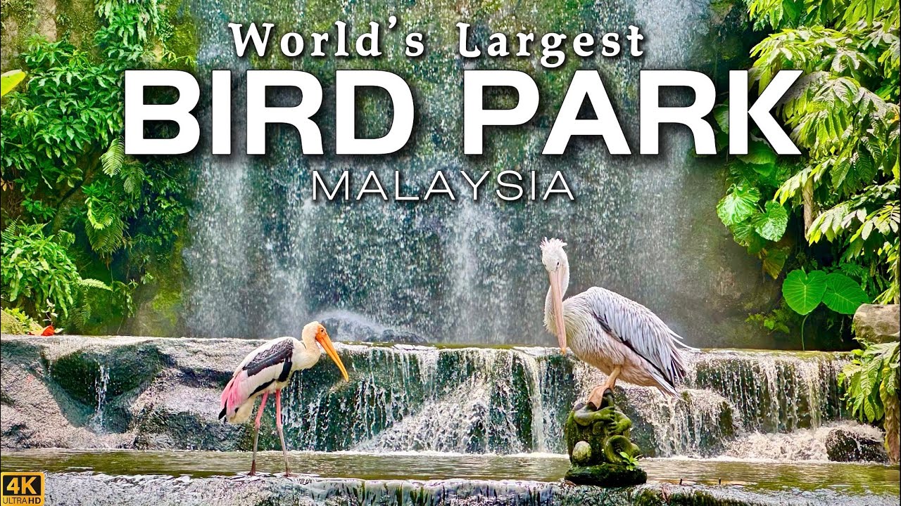 Experience the awe-inspiring KL Bird Park, the world's grandest aviary paradise, nestled in Kuala Lumpur.