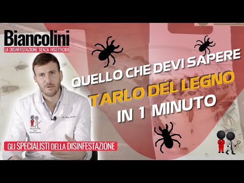💥💥Tarli del Legno: quello che devi sapere in 1 minuto💥💥
