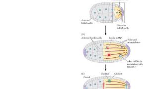 Genes del Desarrollo del Eje A P - Modelo de Mosca - Genes maternos