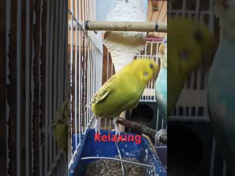 Nature Sound Relaxation-Soothing Forest Birds Singing-Relaxing Sleep-Bird Chirping Sound #shorts