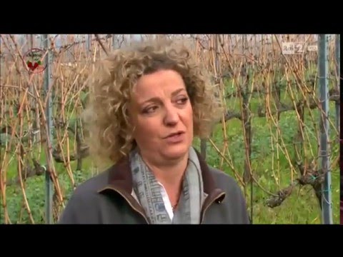 I signori del Vino