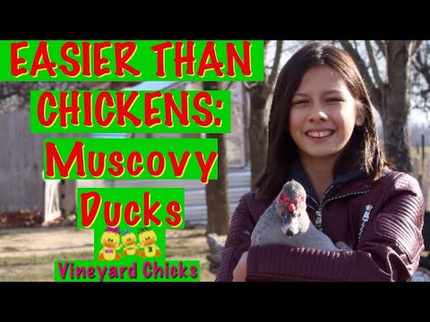 How to Care for Muscovy Ducks (EP-73)
