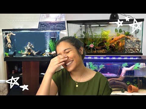 Reacting to YOUR 40 Gallon Turtle Tank Setups (ep. 9)