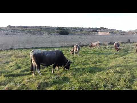 C'era una volta e c'è anche oggi.