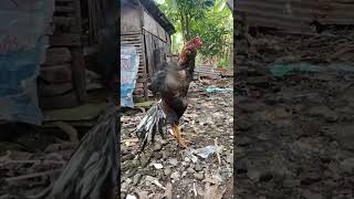 Download lagu Kokok ayam Bangkok klasik mp3