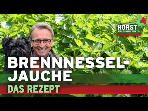 Brennnesseljauche – Bester Dünger für gesunde Pflanzen | Horst sein Schrebergarten