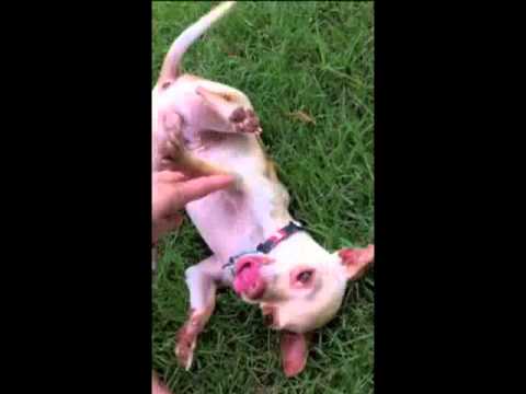 Niblet, an adopted Chihuahua in Austin, TX_image-1
