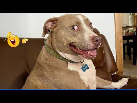 ULTIMATE Cat and Dog Videos! 😹🐶  You Will Die Laughing Because Of These Dogs And Cats 😹