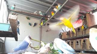 Download lagu Suara burung lovebird koloni, bikin burung jadi ngekek panjang mp3 Download lagu Suara burung lovebird koloni, bikin burung jadi ngekek panjang mp3