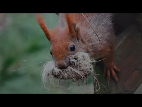 TIDE TV - Kulturtipp Fotoausstellung Eichhörnchen - Hamburg immer anders!