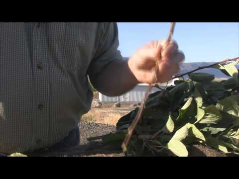 How to bud graft apple trees #1