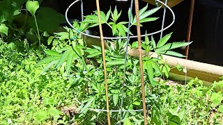 No Till Regenerative Bed is Full of Life 🍀🌱🦠🌻🪱🐝 by Medically Fit