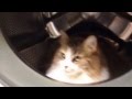 Washing Machine Cat