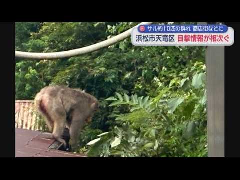 YouTube Video １０匹ほどのサルの群れが相次いで目撃　浜松市天竜区の商店街　９月１日から９日までに７件の目撃情報