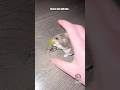 Dusty Dubs Hilarious Voiceover Mashups (Ep 1-5) #shorts