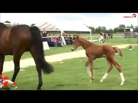 Hengstfohlen v. Kannan - Casall - Coriano *2016