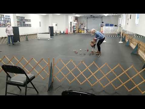 Mikayla AKC obedience Utility match run at 1st dog training club of NJ